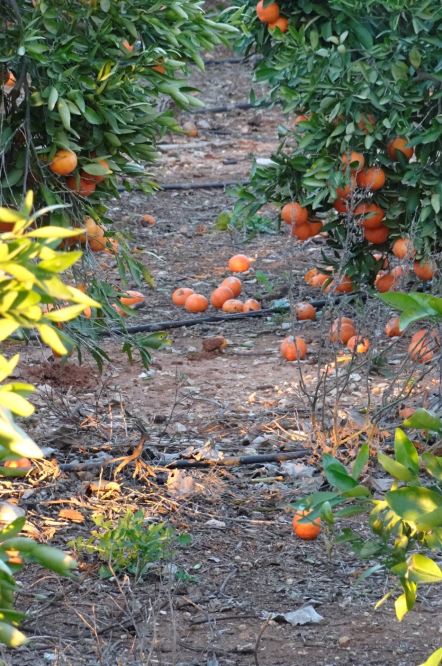 Renglones verdes. Foto R.Puig