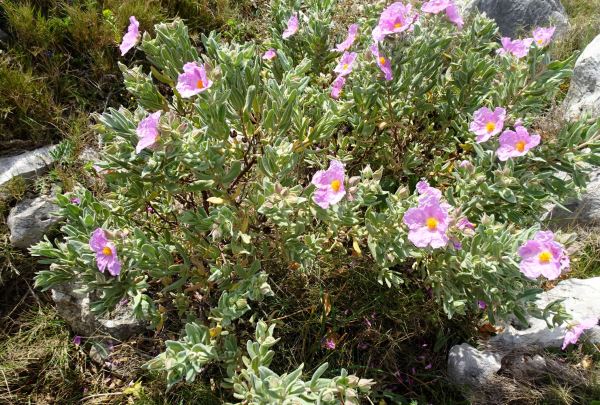 Cistus crispus o Jara rizada. Foto R.Puig