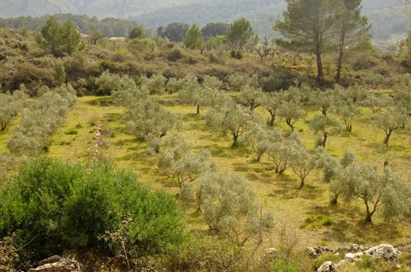 El olivar ante la alquería al final del sendero. Foto R.Puig
