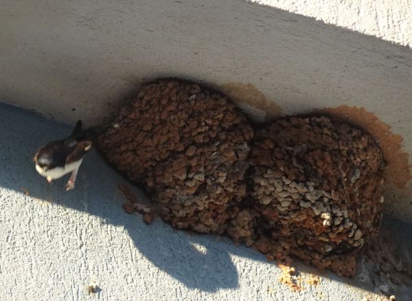 Dos nidos de golondrinas en tiempo de cría. 19.05.2020. Foto R.Puig