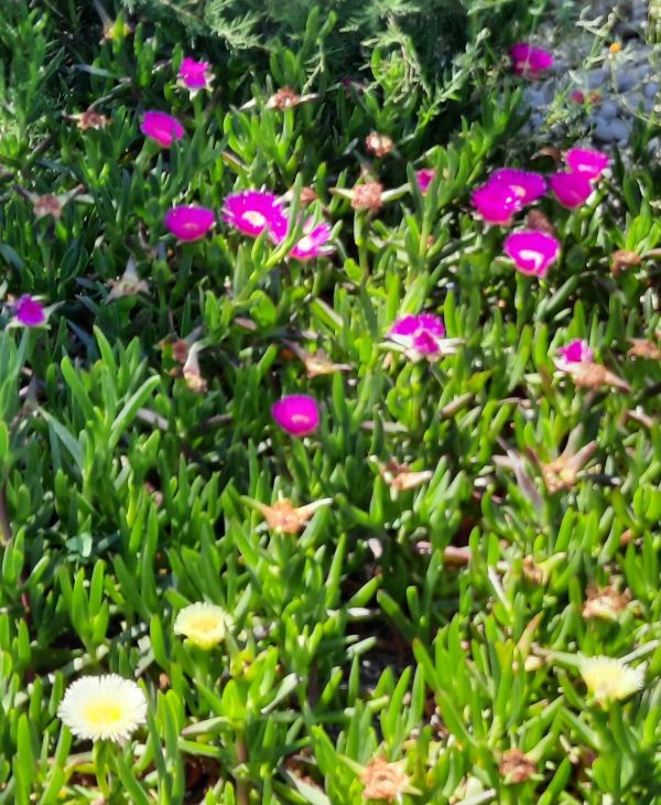 Flores de la costa. Foto R.Puig