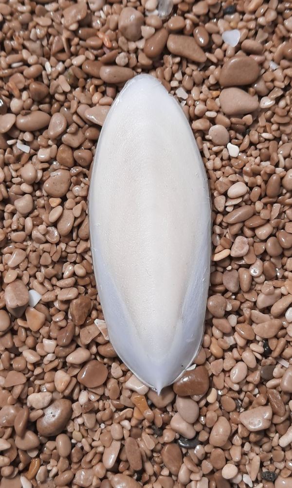 Hueso de sepia. Foto R.Puig