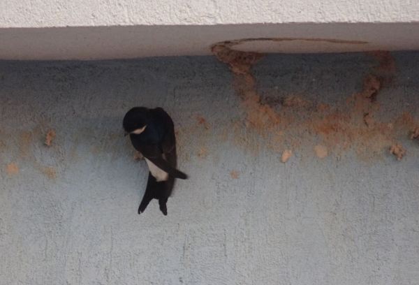 Peor suerte. 23.05.2020.Foto R.Puig