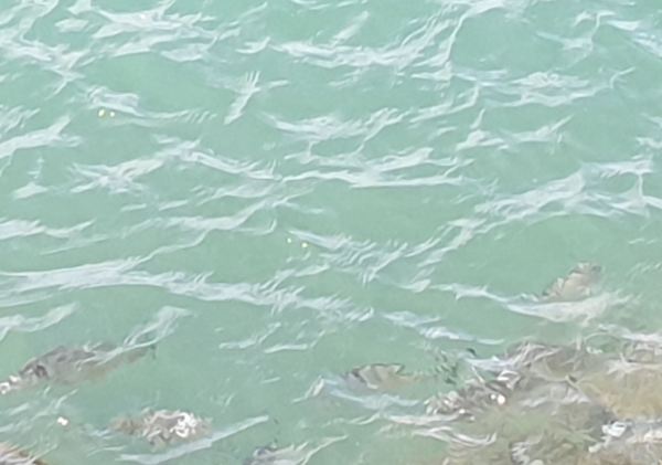 Rememorando. Foto R.Puig