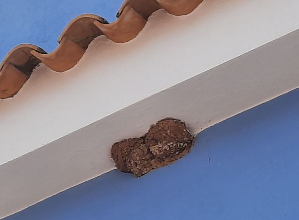 Tras el paso de los pintores.31.05.2020. Foto R.Puig