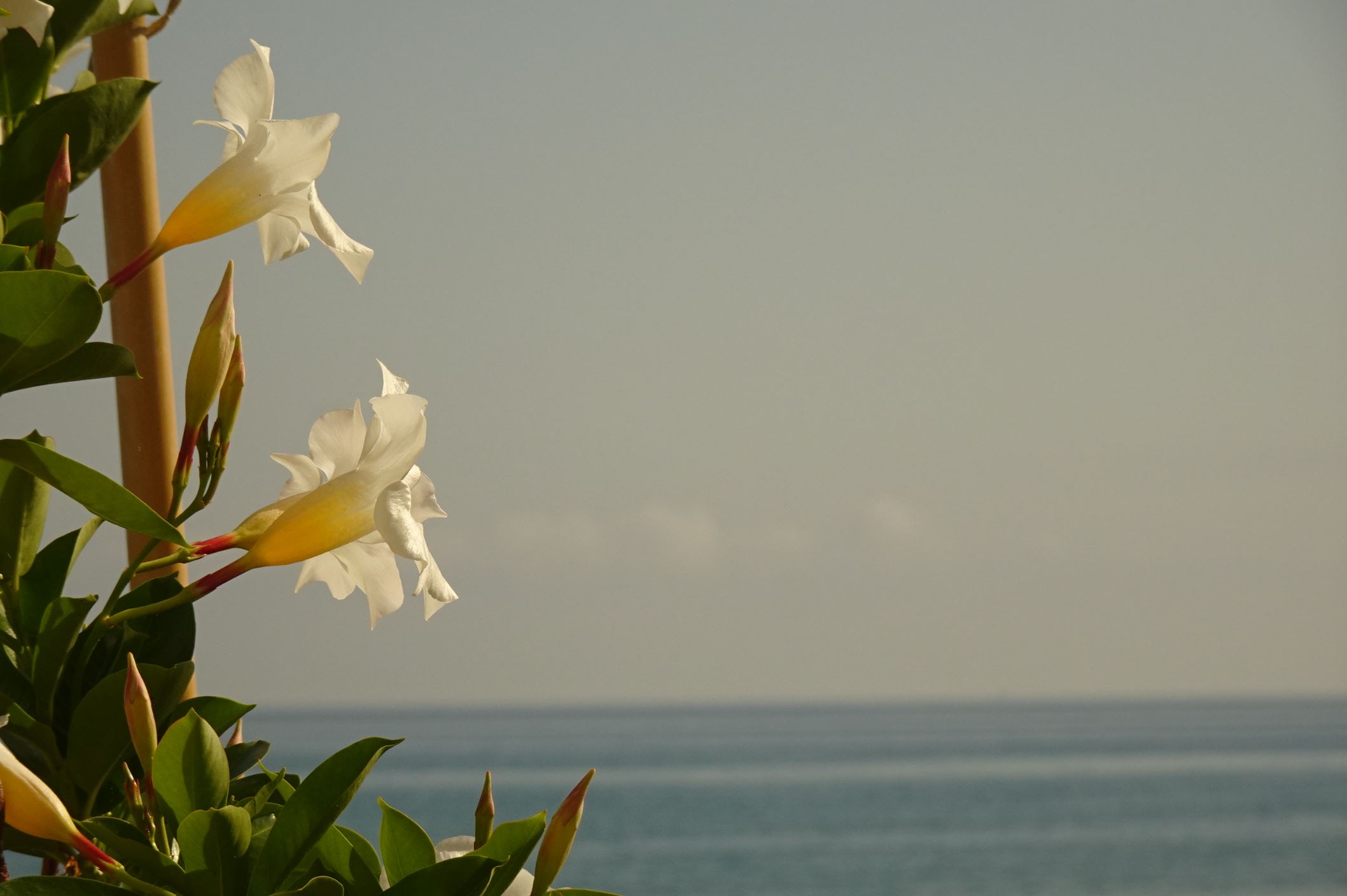 Glad midsommar. Viva el verano. Foto R.Puig