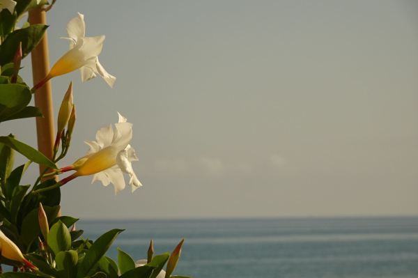 Glad midsommar. Viva el verano. Foto R.Puig