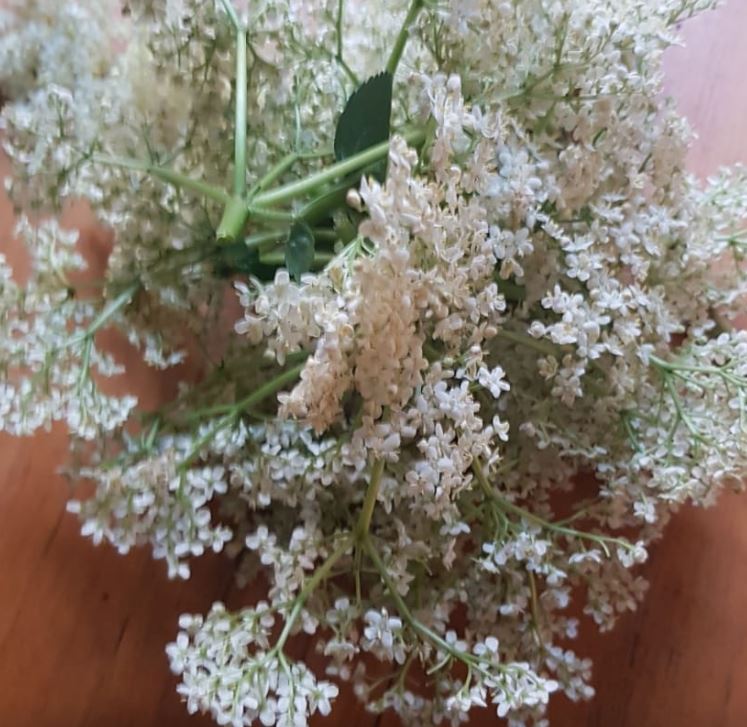 La flor del sauco. Foto Alba Puig