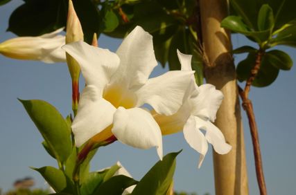 De mi terraza para Bernardo y Rosi. Foto R.Puig