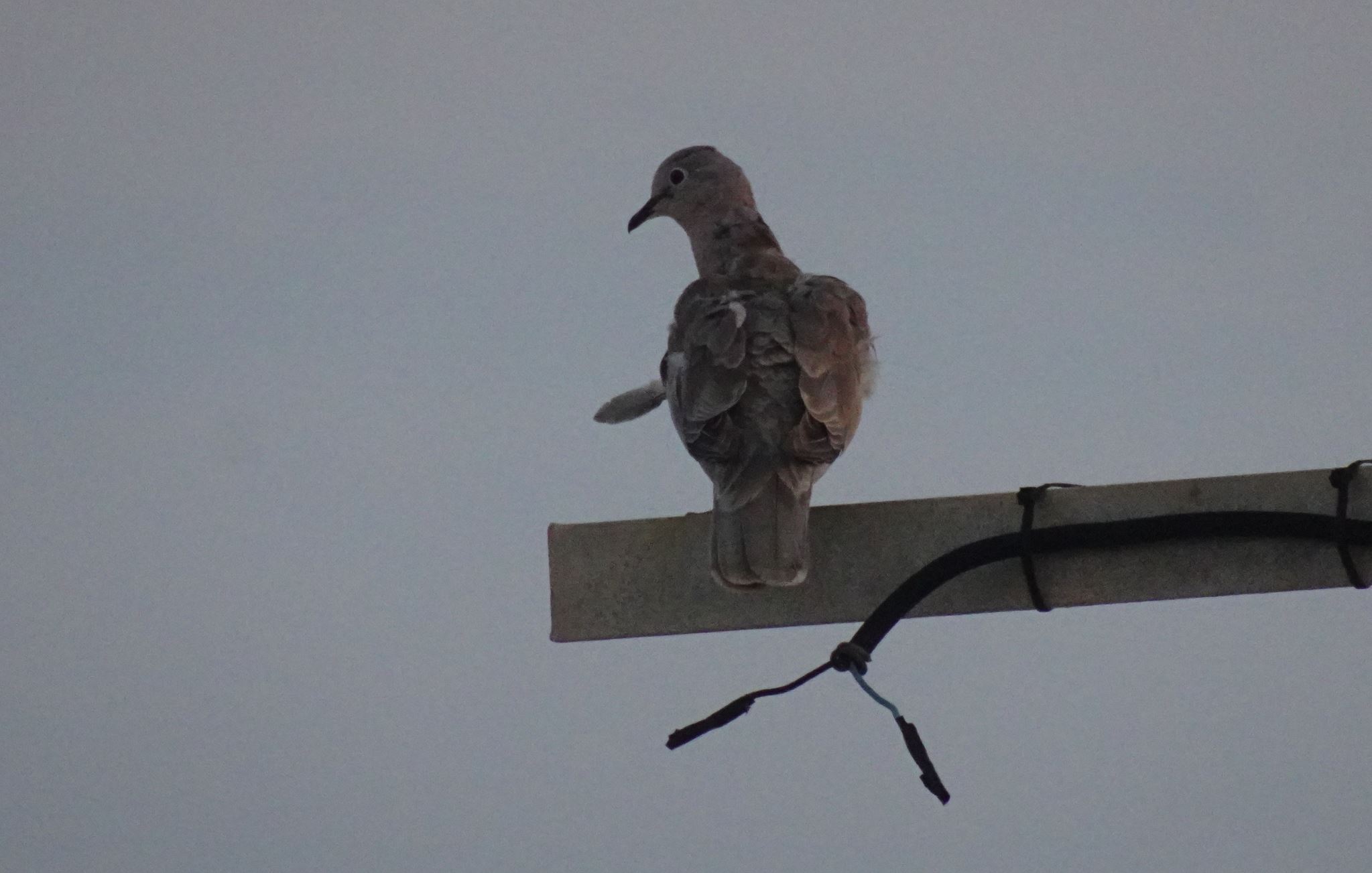 en la constante indiferencia.Foto R.Puig