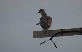 en la constante indiferencia.Foto R.Puig